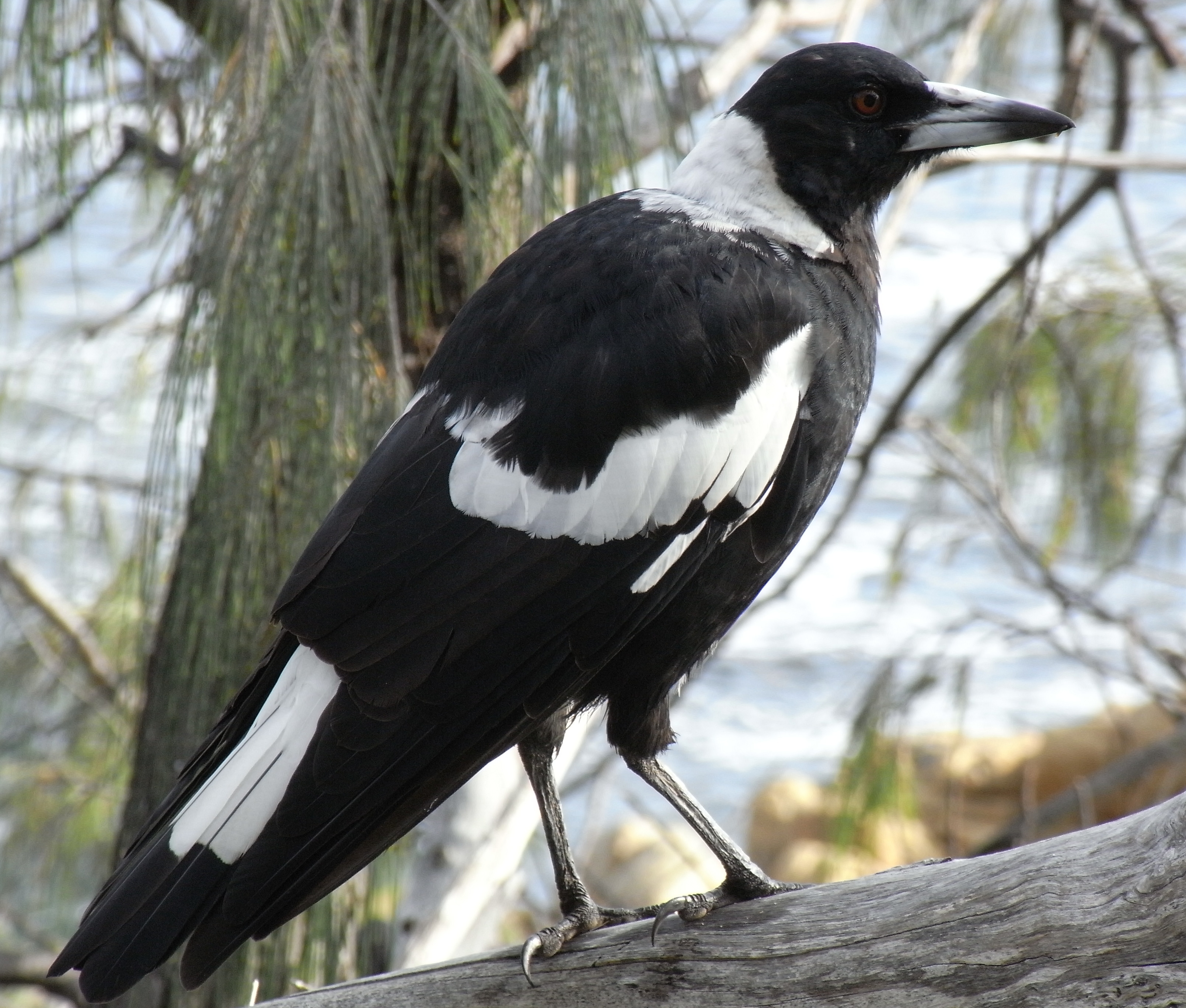 australian_magpie.png